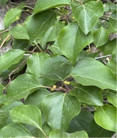 　　太原植物园科研团队在全市生物多样性调查中发现全国最大的丁