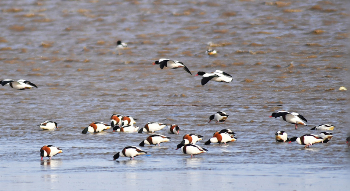今天是世界湿地日｜晒晒我国湿地保护的成绩单