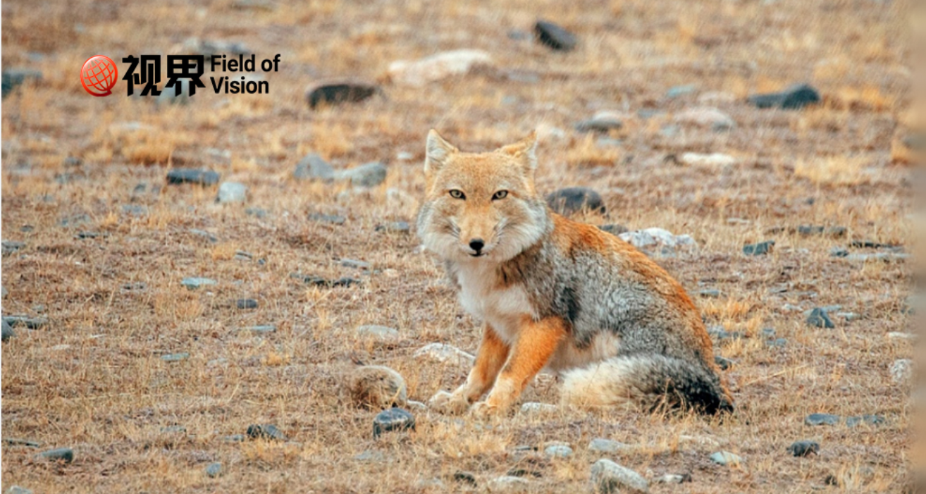 脸是随便长长的“面瘫”，但是重要性一点儿不随便！