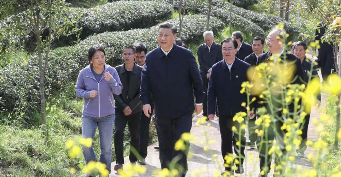 看中国式现代化图景丨茶香富农