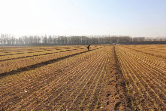 太原晋源区冬小麦返青吐新绿