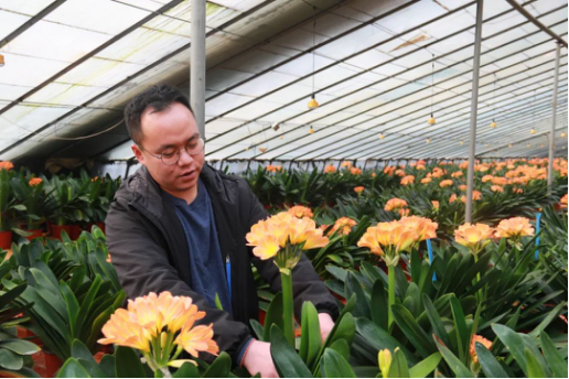 太原小店：花中真君子 带动农业蹚新路