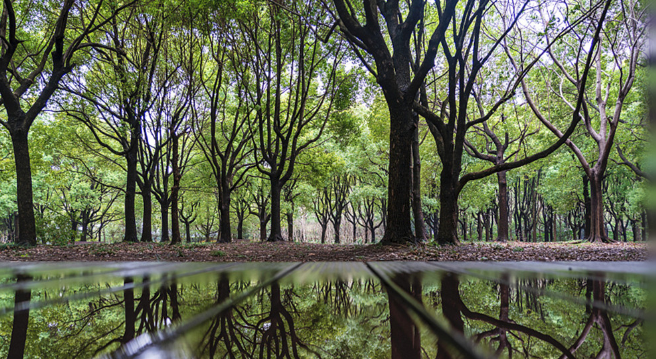 神州大地青未了 为地球增添更多“中国绿”