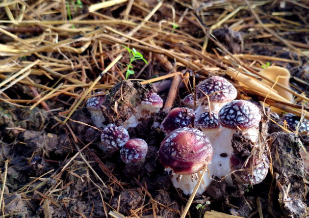 太原晋源区：首批松茸新鲜上市