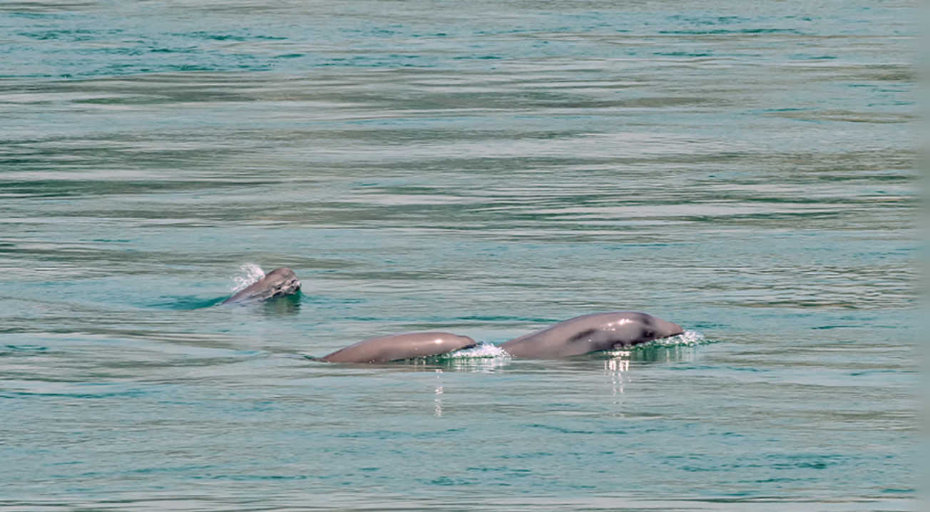 一问到底 | 江豚频繁现身 “水中大熊猫”现状如何？