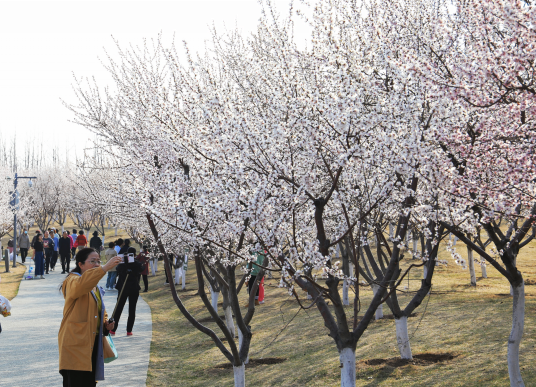 太原晋阳湖畔桃花盛放