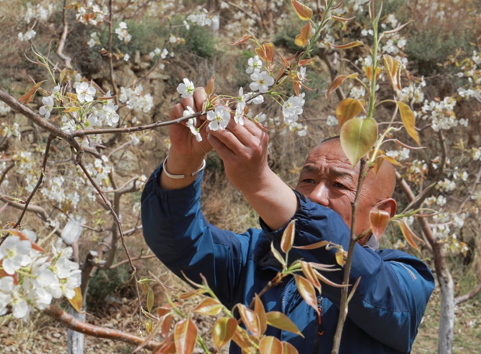 太原晋源区风峪新村：梨树花开满峪香