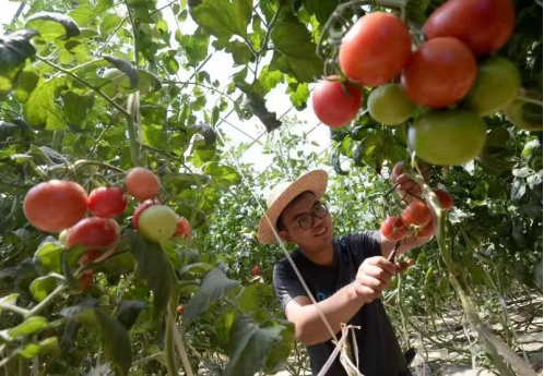 太原小店区北格镇：特色农业助增收  乡村振兴谱新篇