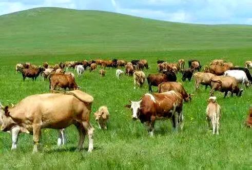 山西忻州繁峙县岩头乡：生态畜牧业高质量发展助力乡村振兴