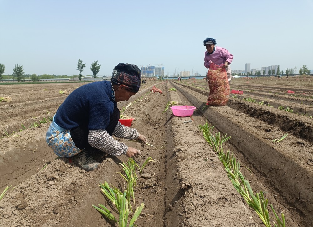 太原小店区北格镇流涧村：振兴路上“葱”憬未来