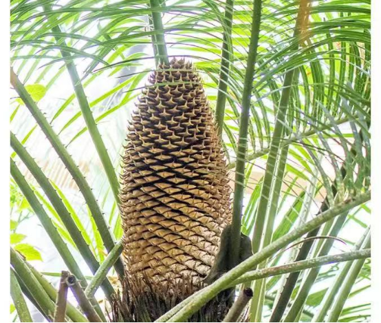 太原植物园：铁树开花