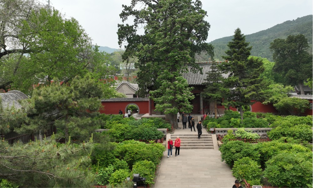 太原：晋祠千年古树花开如画