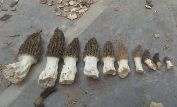 乡村振兴农技推广——太原阳曲县鄯都村羊肚菌基地