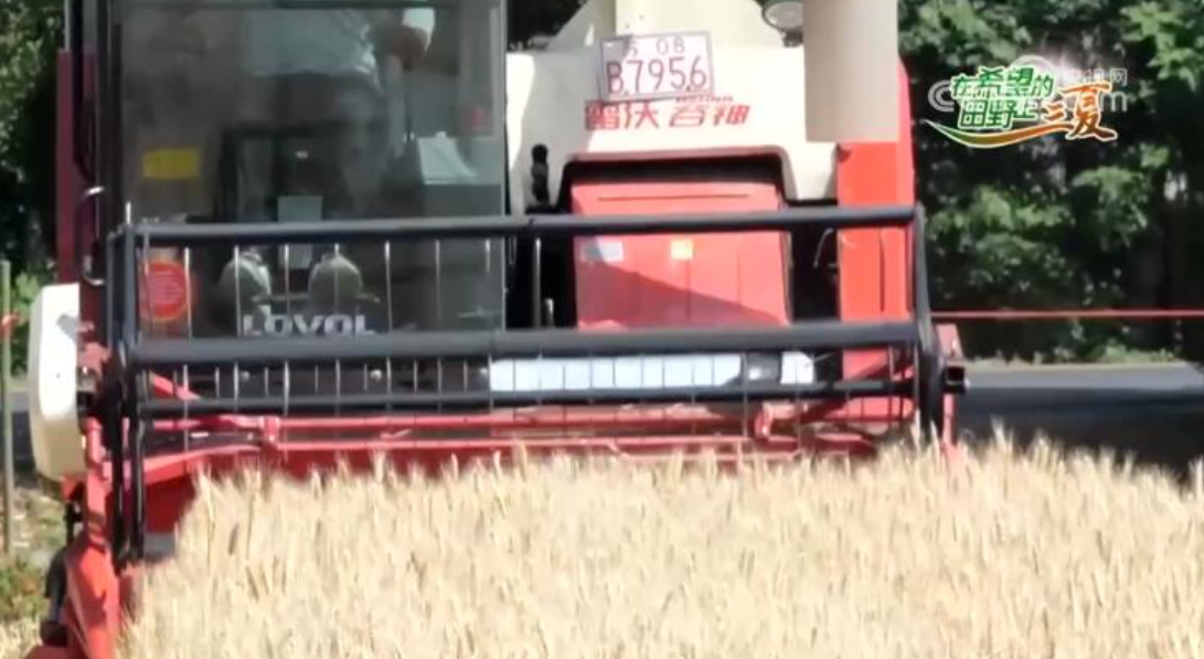 江苏淮安474万亩小麦喜开镰 精细操作确保“颗粒归仓”