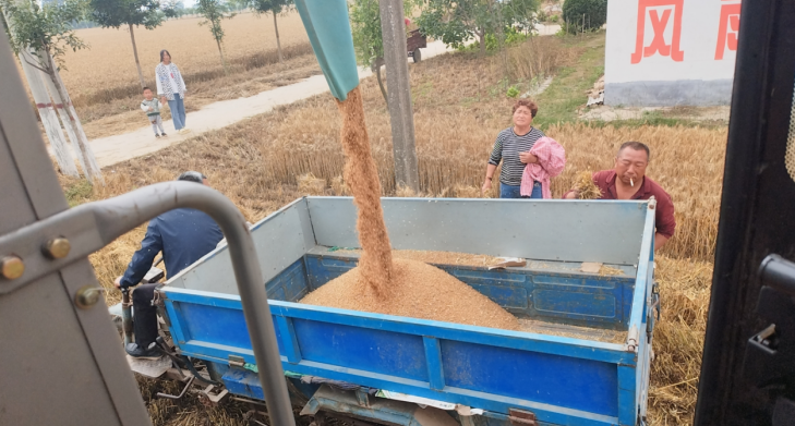 河南杞县：板木乡齐心协力夏粮抢收，确保小麦颗粒归仓