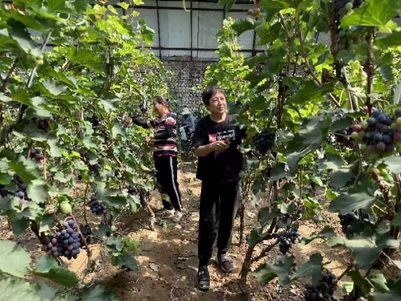 太原晋源新庄特石农场：葡萄紫欲滴  果香等你来
