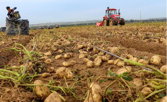 忻州五寨县加工型马铃薯迎来收获季
