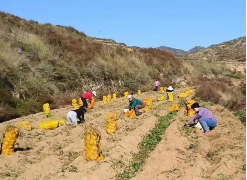 太原市城管执法队：齐心协力保丰收  抢收土豆促增收