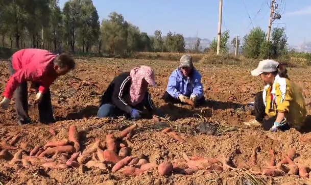 快来挖红薯！太原尖草坪区农特产品展销暨红薯采摘节在宇文村启动