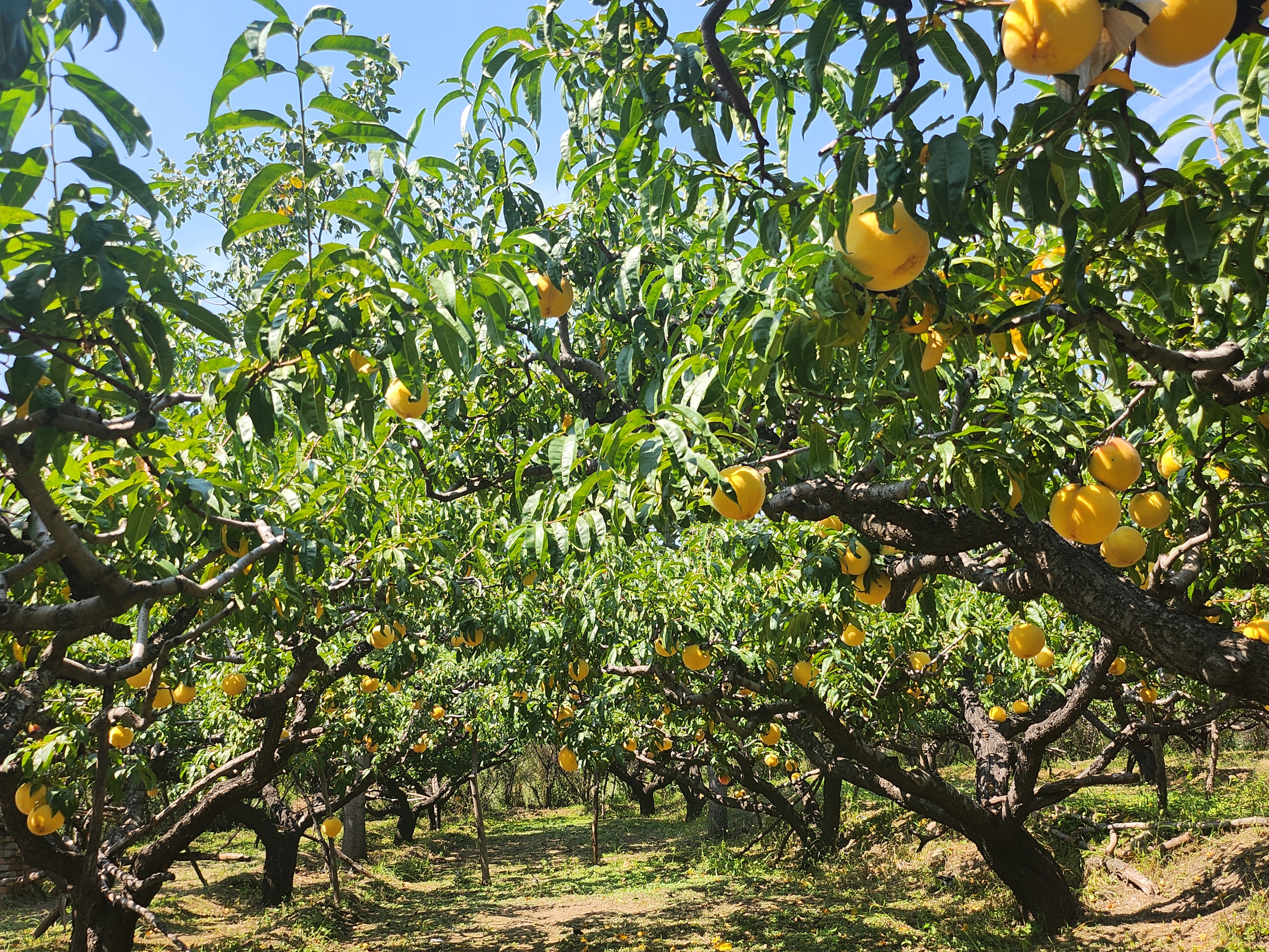 太原晋源区姚村镇：瓜果飘香  让风景变“丰景”