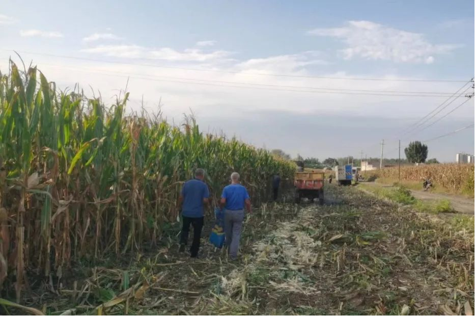 山西平遥县中都乡桥头村：多措并举  推动集体经济稳定发展