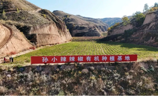 吕梁石楼小蒜镇孙家庄村：小辣椒映红致富路