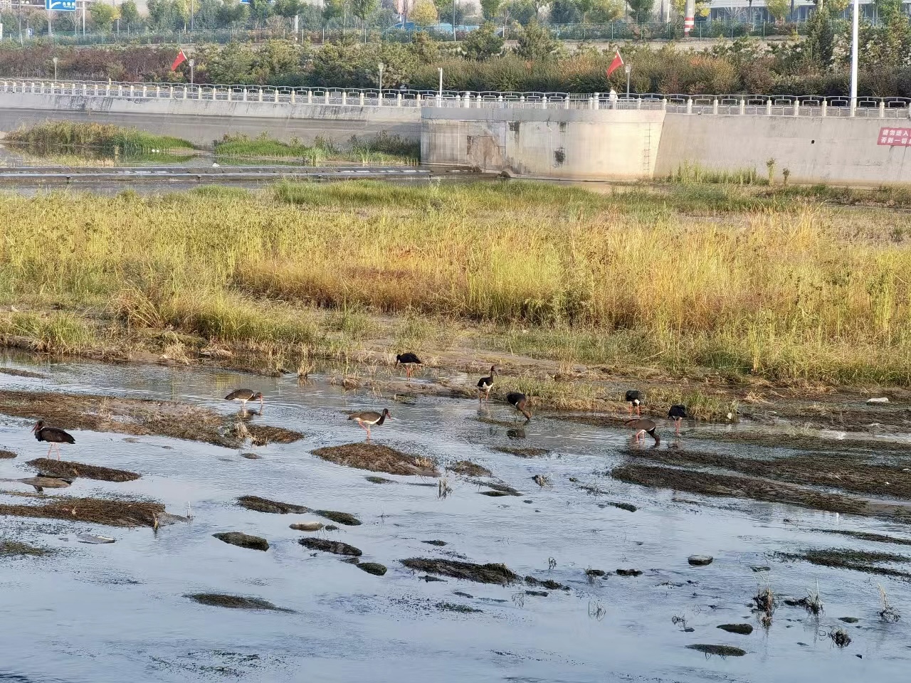 太原古交：一泓清水画  锦绣候鸟翩跹入城来