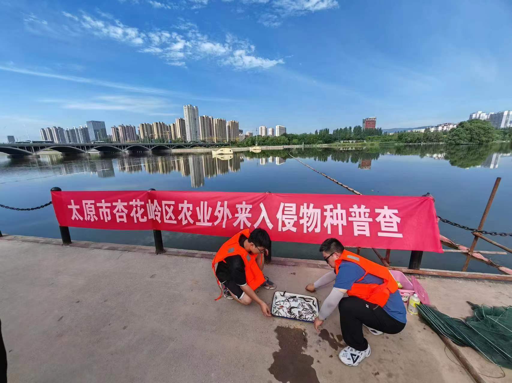 太原杏花岭区大力开展农业外来入侵物种普查工作