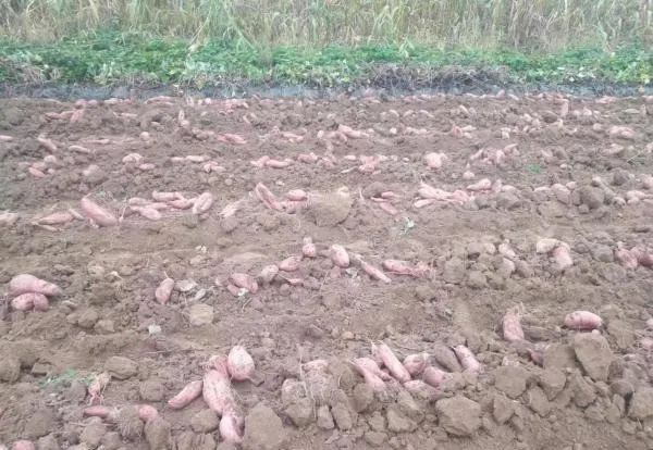 山西平遥县南湖村：打造“土特优” 种出“摇钱薯”