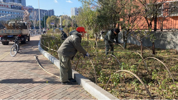 太原万柏林区城市综合服务中心：多措并举  扎实做好月季越冬防护工作