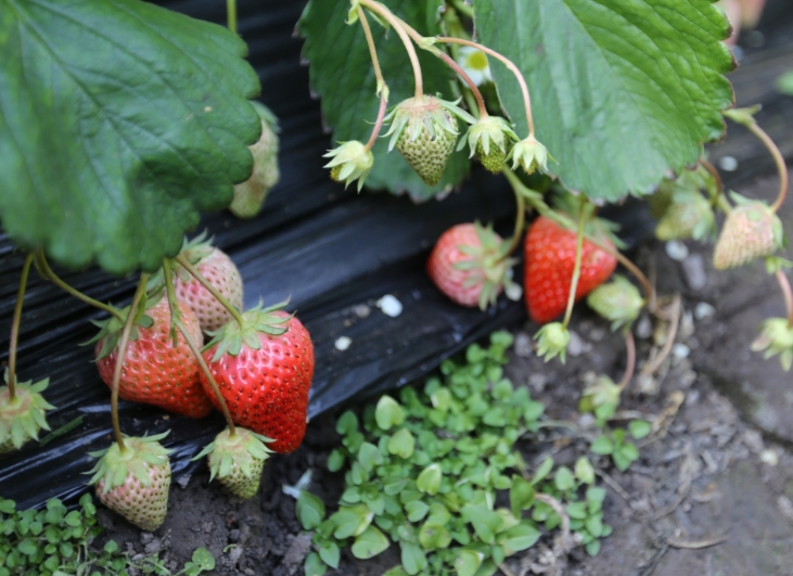 太原晋源区花塔村迎来“莓”好采摘季