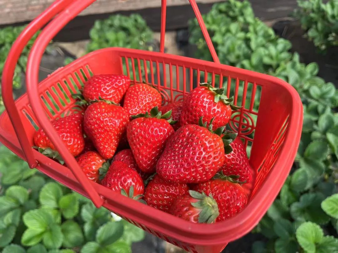 头茬“鲜”上市  爱你“莓”商量  太原小店区刘家堡乡草莓小镇欢迎您