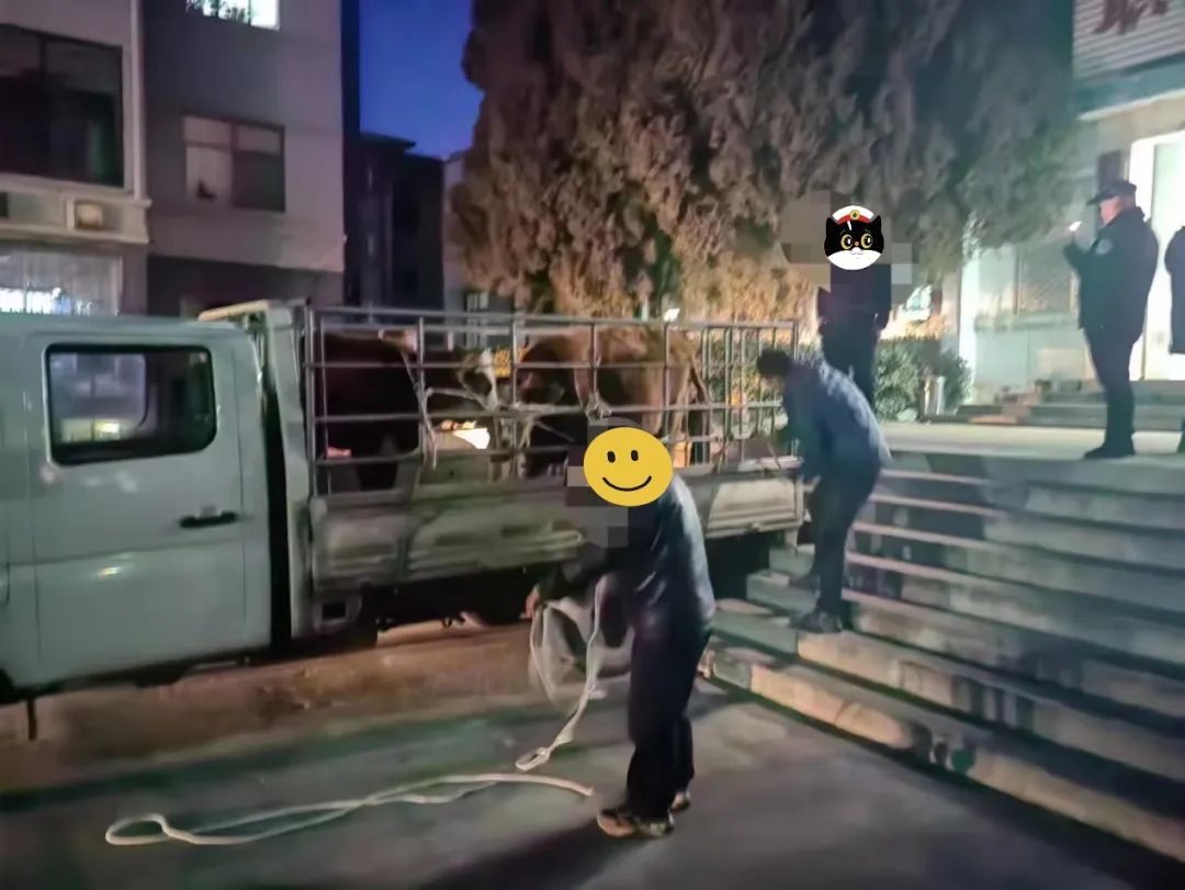 长治襄垣县：“牛魔王”出逃，蜀黍变身“斗牛士”！