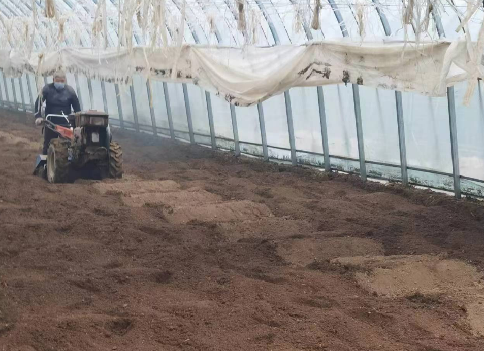 太原尖草坪区柴村街道呼延村的新一季西红柿开种啦！