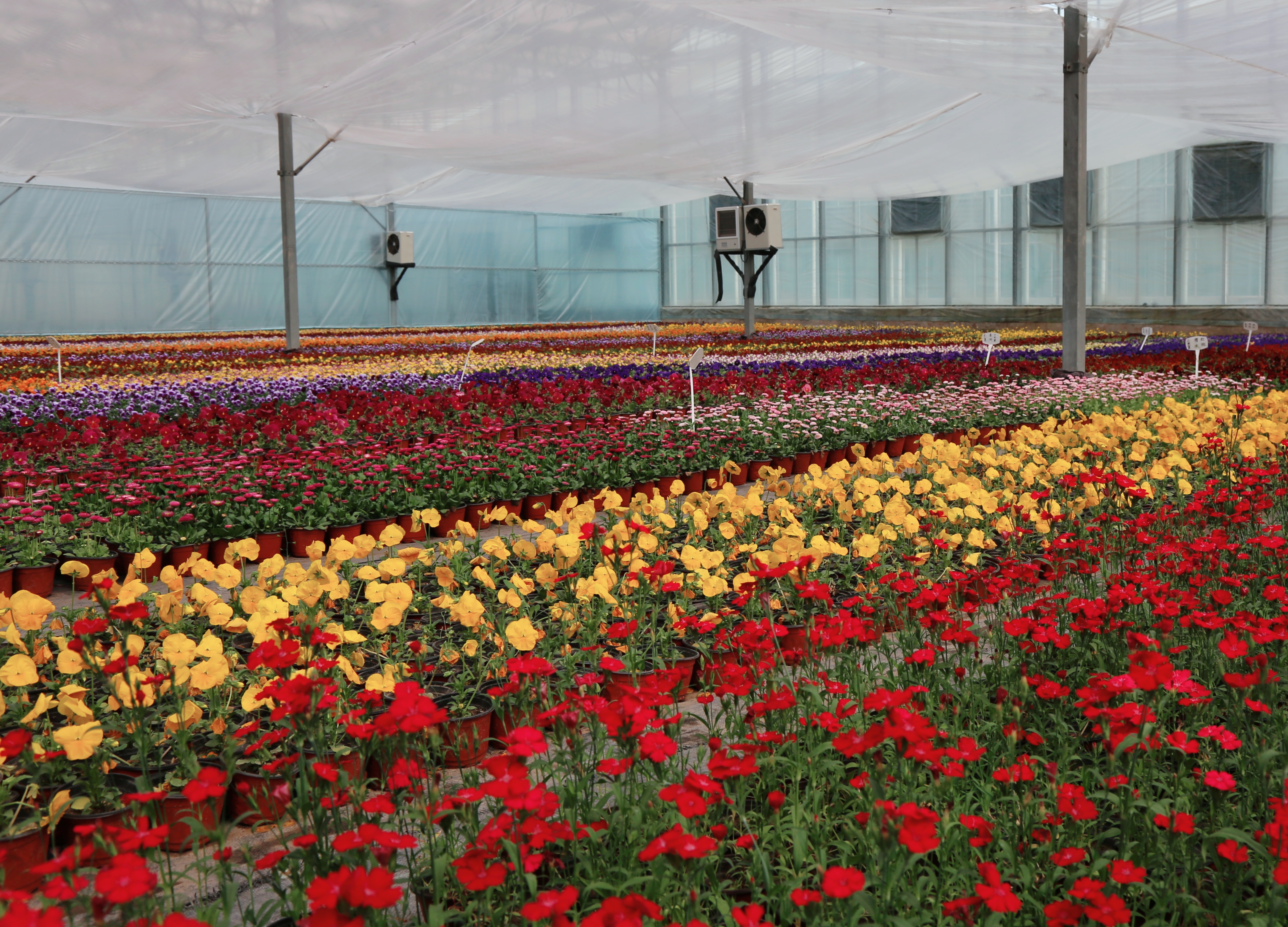 太原晋源区：春花绽新姿  花田绘新景