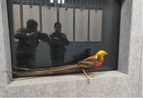 化身暖心使者，救助野生动物