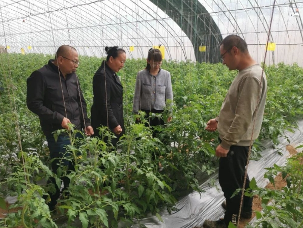 太原小店区农业农村局：科学应对“倒春寒” 农技人员来帮忙