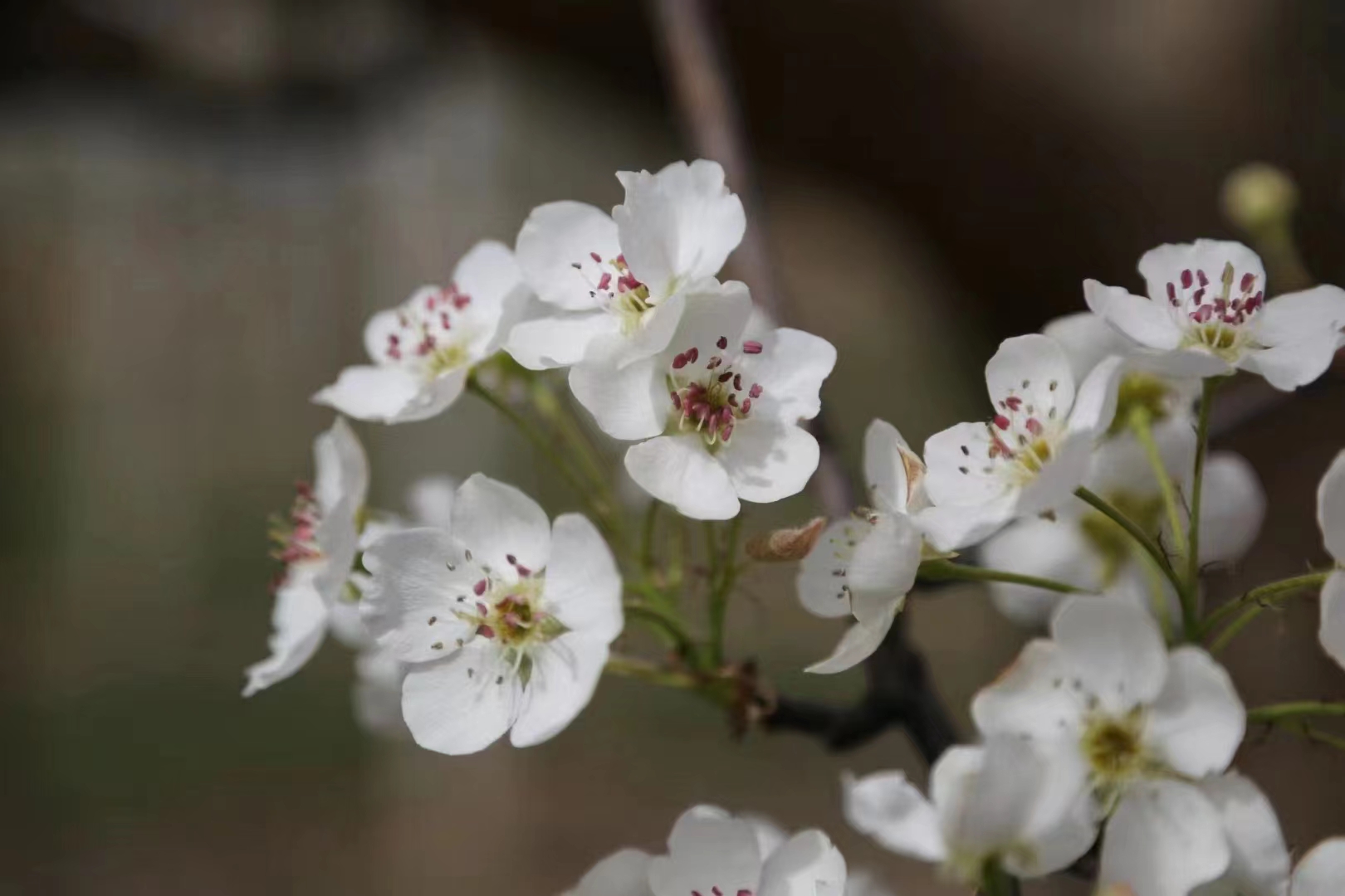 又见梨花开，临汾隰县邀您共赴美丽之约