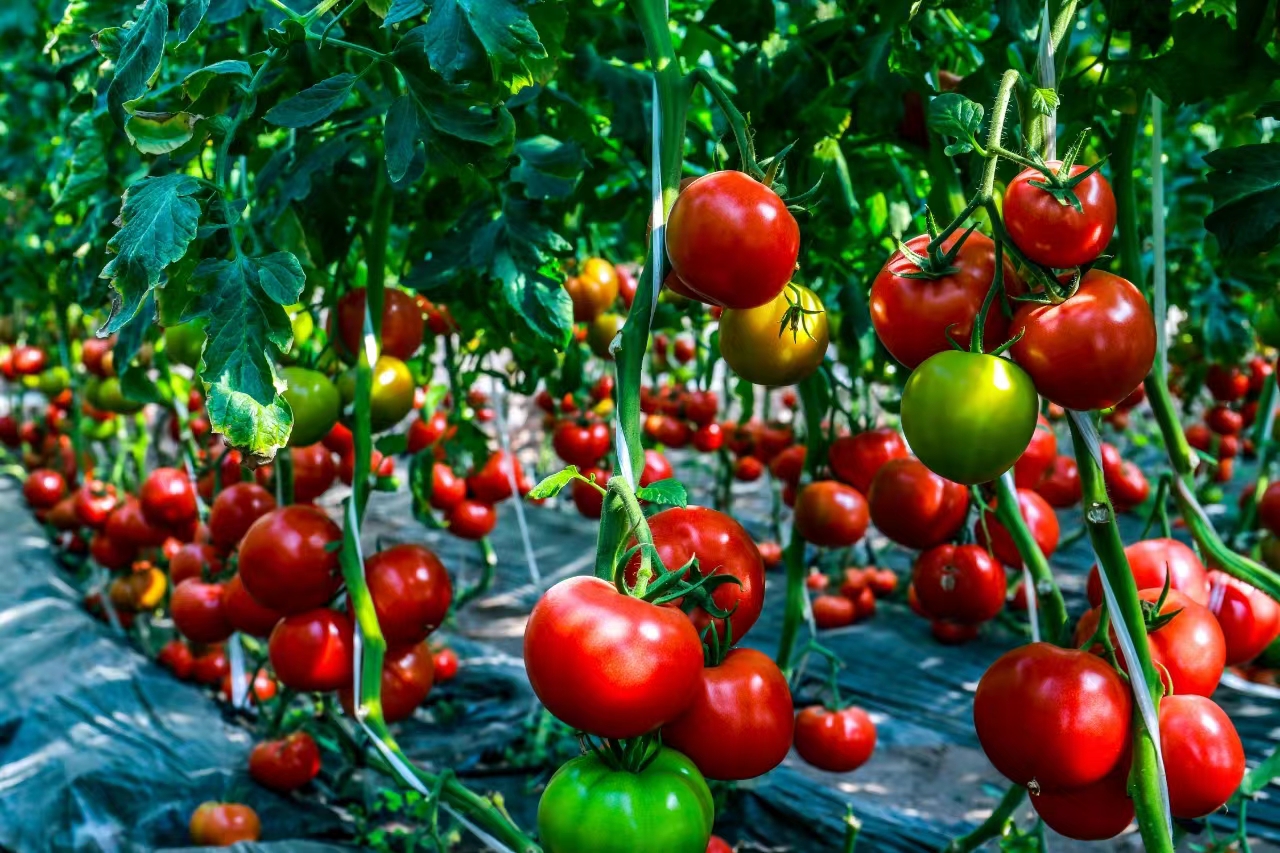 太原晋源区西邵村：撂荒地建起温室  群奏响“振兴曲”