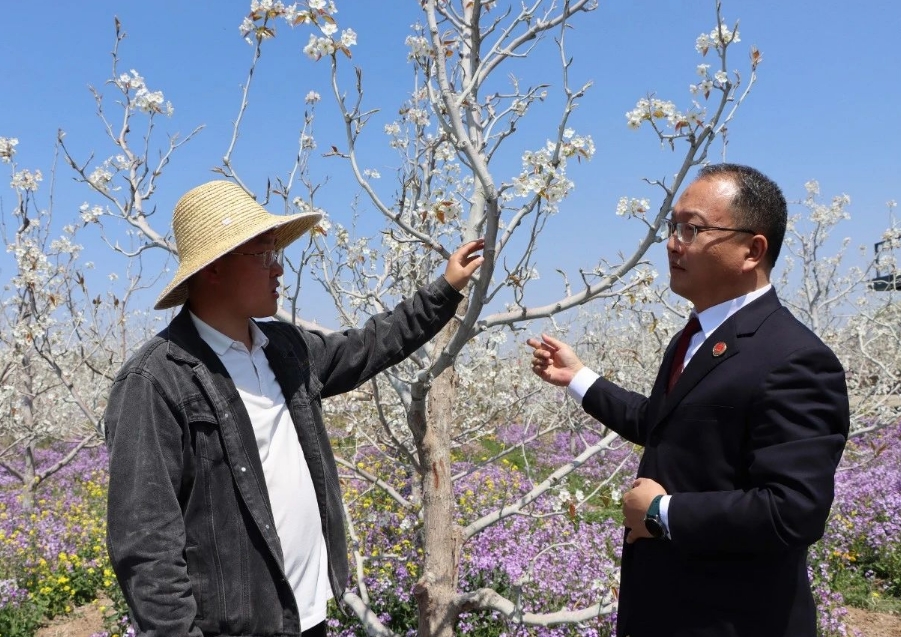 晋城高平：万亩梨花兆丰年  检察护企到梨园