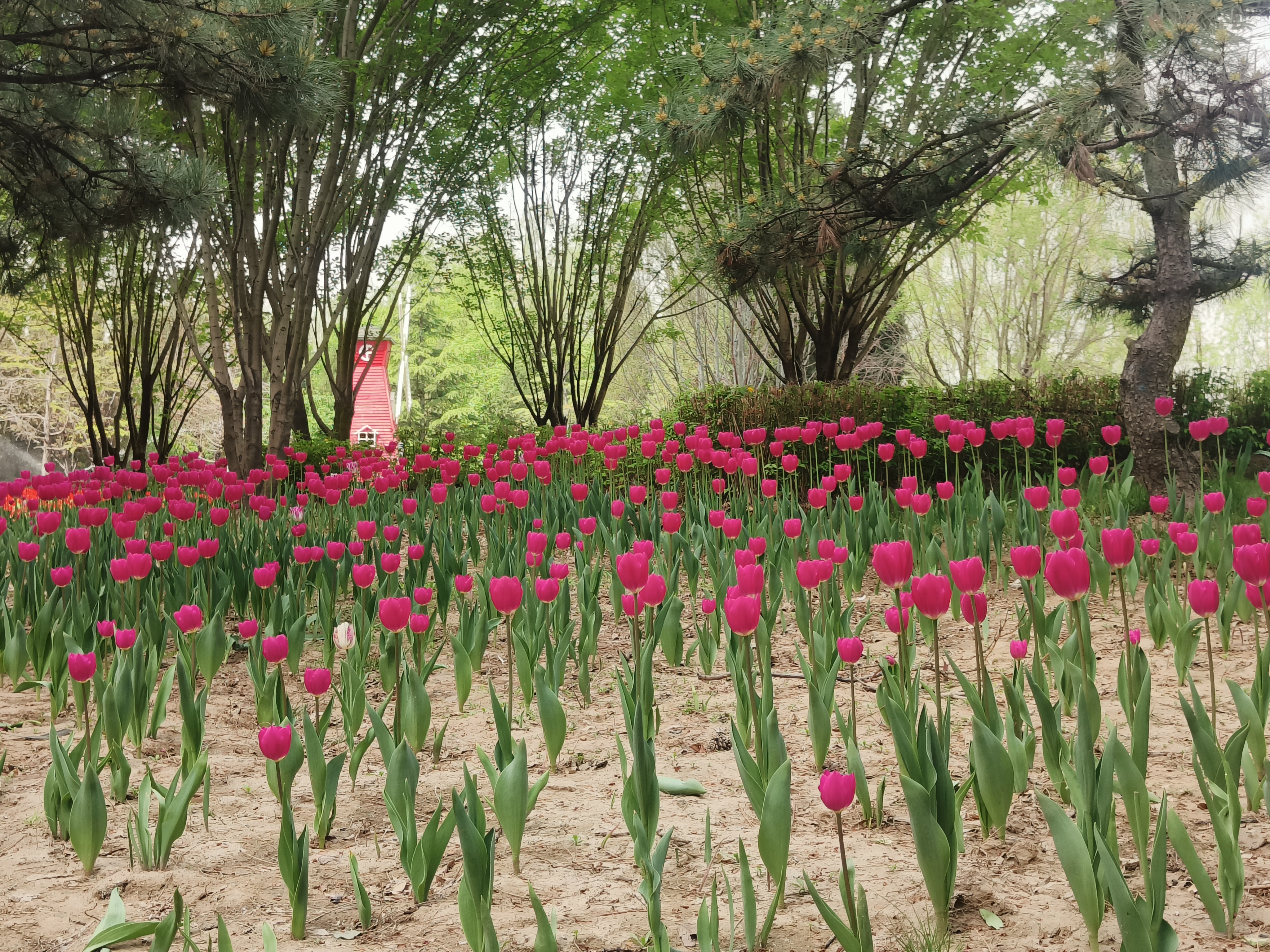 太原市第二十届郁金香花展在迎泽公园举办