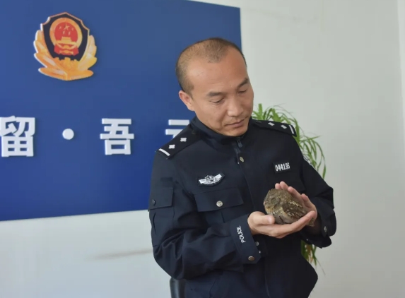 长治：“呆萌”猫头鹰“迷路” 民警暖心救助