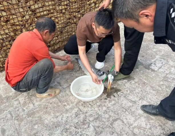 【暖心警事】放飞苍鹭！