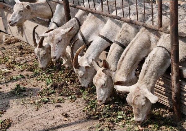 太原小店区西温庄：羖䍽引头行大道  综合经营奔小康