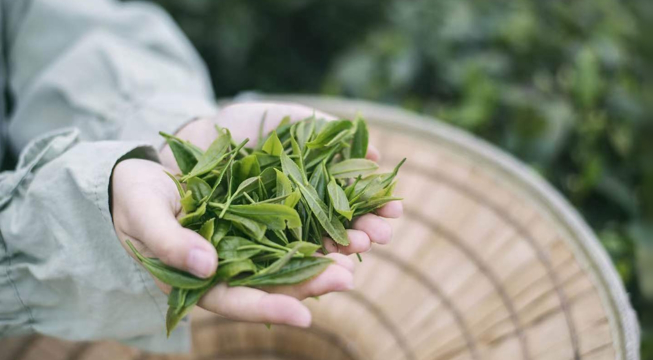 近观｜茶香醇厚意悠长