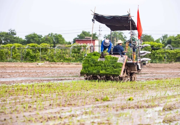 太原尖草坪区：初夏插秧奏响“农忙曲”