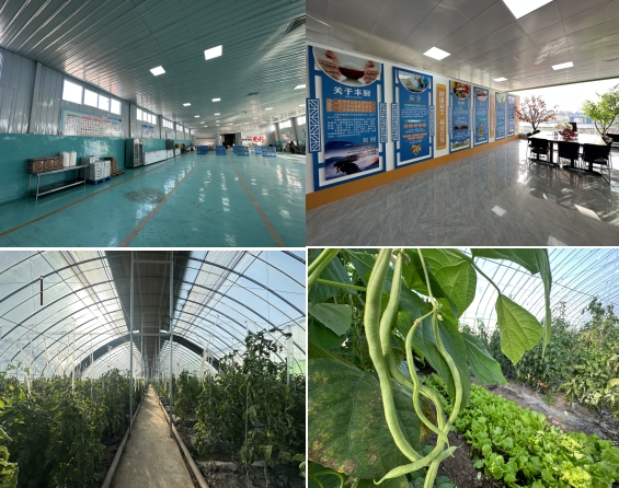 大棚蔬果“绿意浓”拓宽乡村“振兴路”——太原尖草坪区柴村街道大棚经济“棚”勃发展