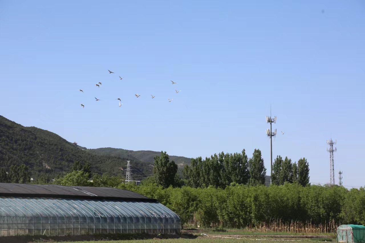 太原晋源区：赤桥稻田再现泉水复流景象