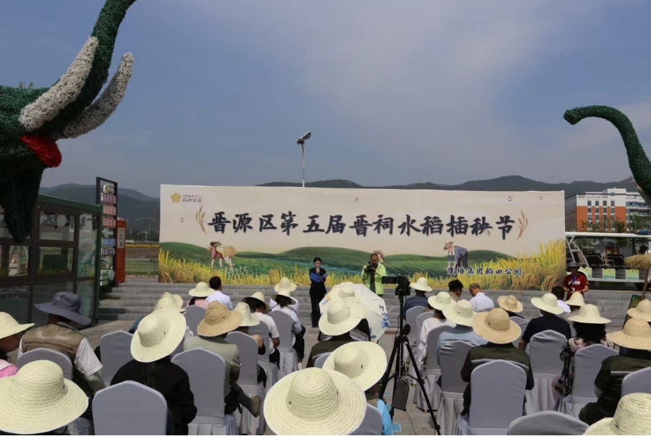 太原稻田公园：培育有机稻  插下第一秧