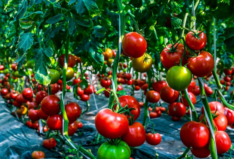 太原晋源区西邵村：乡村振兴看头雁  共绘治理“同心圆”